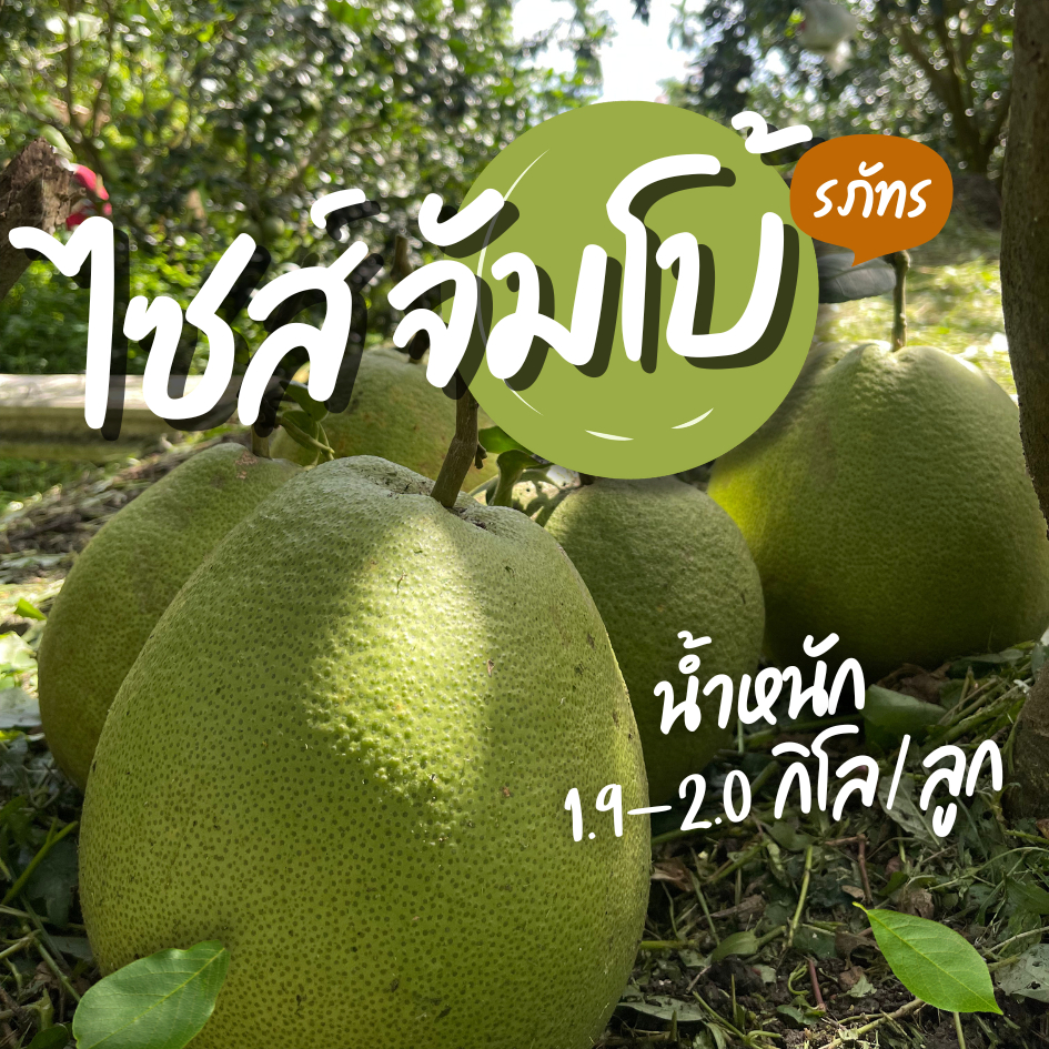 [ครบ 300.- ฟรี !น้ำปลาหวาน] ส้มโอขาวใหญ่ ผิวธรรมชาติ จากสวน  Size Jumbo : 1.9 - 2 kg