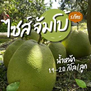 ส้มโอขาวใหญ่ ผิวธรรมชาติ จากสวน Size Jumbo : 1.9 - 2 kg