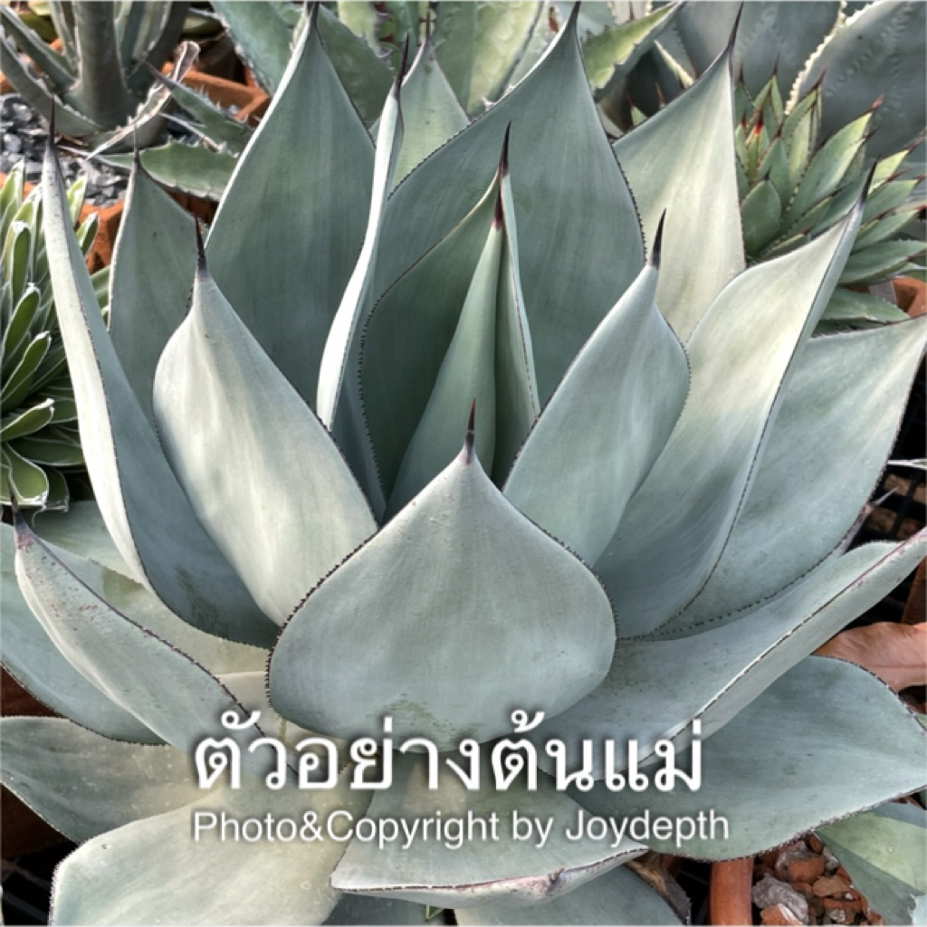 Agave Celsii Nova ขายต้นละ@ 365 บาท ราคา ถูกที่สุด ดีลบีเคเค แกลเลอรีภาพที่ 2