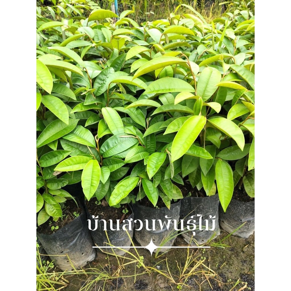 ต้นสตาร์แอปเปิ้ล เวียดนาม ผลสีม่วง ต้นเพาะเมล็ด สูง 30-40 ซม. จัดชุด 2 ต้น