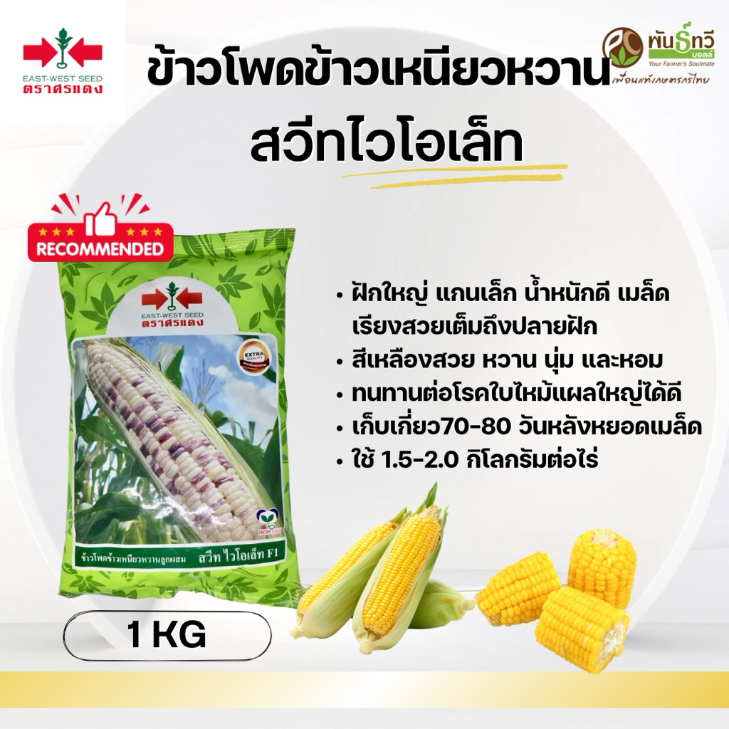 ข้าวโพดข้าวเหนียวหวาน สวีทไวโอเล็ทF1 ศรแดง 1KG