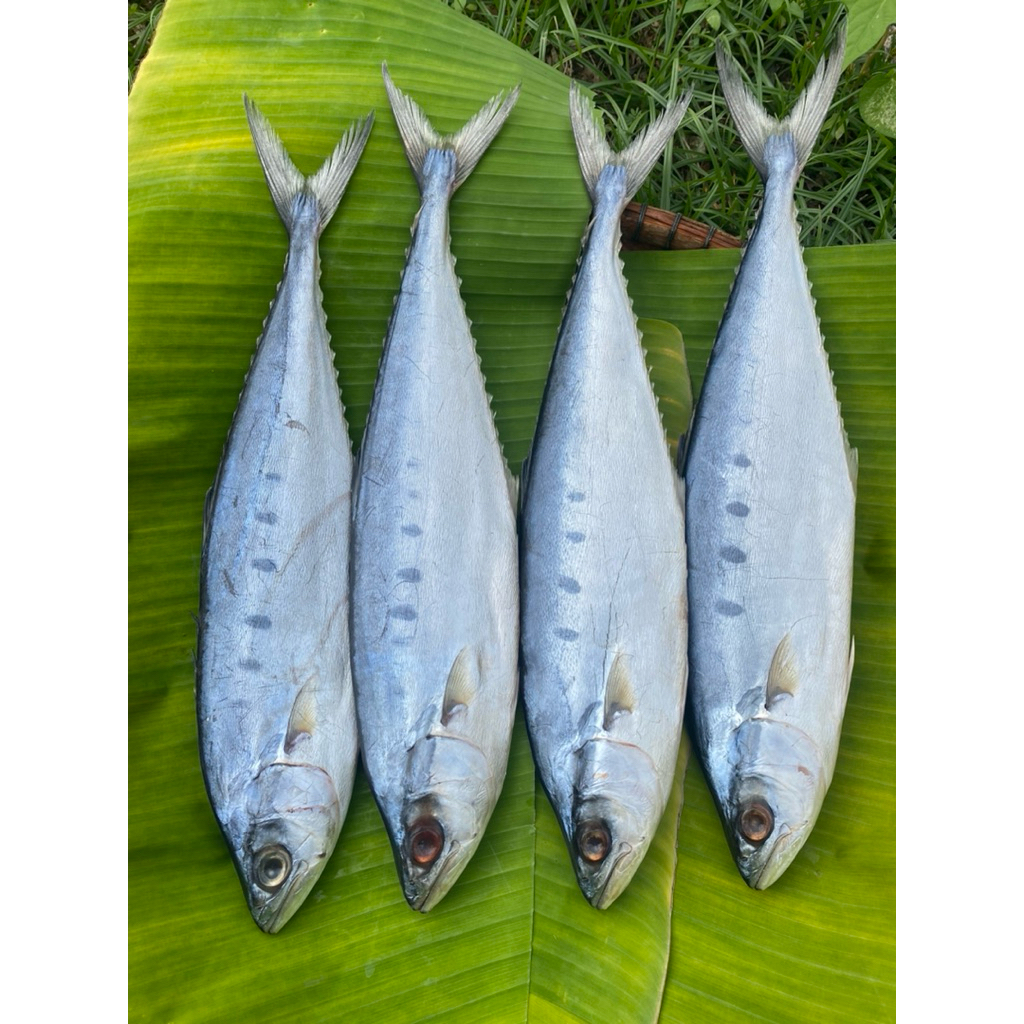 ปลาสีเสียดเค็ม ตากแห้ง หรือปลาเฉลียบ [ส่งฟรี] ทำสดใหม่ หอม สะอาดปลอดภัย