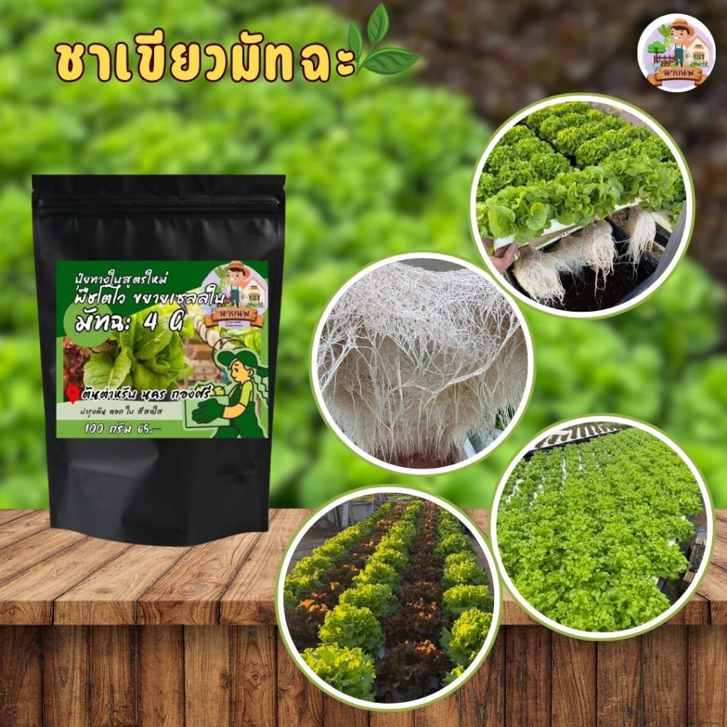 ชาเขียวมัทฉะ   ปุ๋ยทางใบสูตรใหม่   💥แบบผง 💥ขนาด 100 กรัม