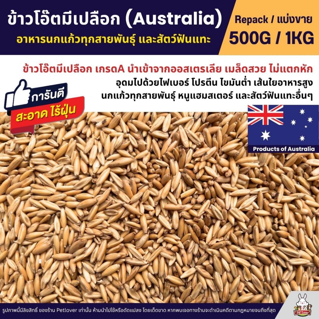 ข้าวโอ๊ตมีเปลือก เกรด A ข้าวโอ็ตอาหารนกแก้ว และสัตว์ฟันแทะ สะอาด ร่อนฝุ่น (แบ่งขาย 500G / 1KG)