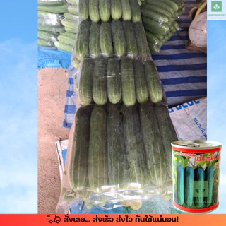 ใหม่! เมล็ดพันธุ์แตงร้าน แม็กซีมัส 2 กระป๋องละ 100กรัม (ตราเสือ Tiger seeds)