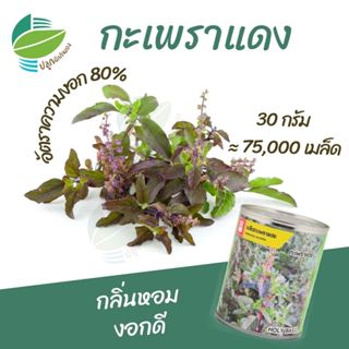 เมล็ดพันธุ์ กะเพราแดง ตราน้ำเต้า (30กรัม)