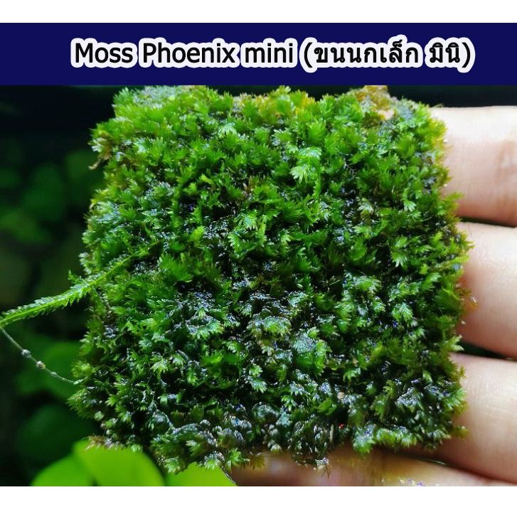 มอสขนนกเล็ก มินิ (Moss Phoenix​ ver mini) มีมอสขนนกยูเอสให้เลือก **กรุณาอ่านรายละเอียดก่อนสั่งซื้อ**