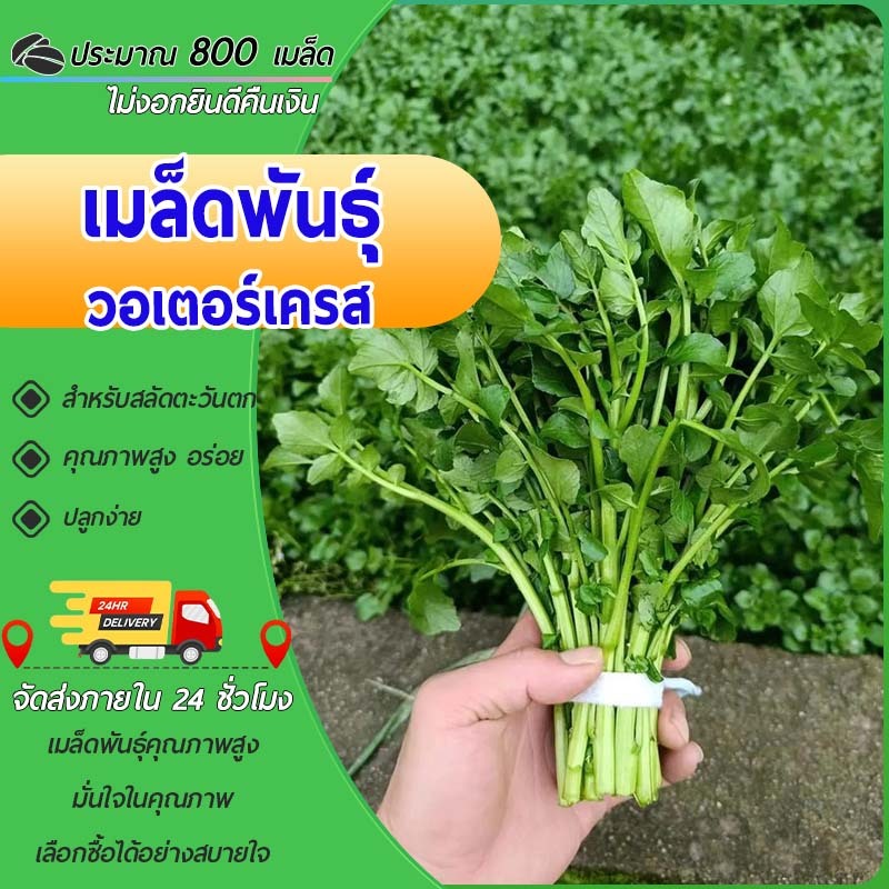 800 เมล็ด เมล็ดพันธุ์วอเตอร์เครส เมล็ดวอเตอร์เครสแท้ ผักน้ำเบตง Watercress คุณภาพสูง