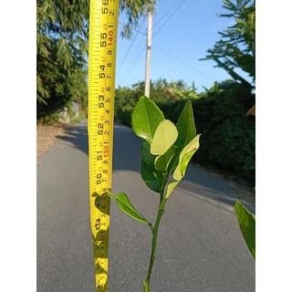 ต้นมะกรูด (งานกระถาง 9 นิ้ว) ต้นสวยแข็งแรงพร้อมปลูก
