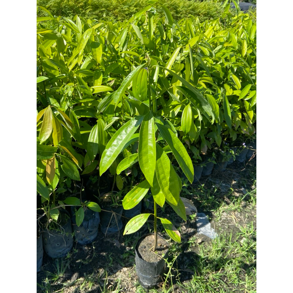 ต้นอบเชยไทย ( สูง 40-60cm) สมุนไพรกลิ่นหอม ใช้เป็นเครื่องเทศ ต้นแข็งแรง พร้อมปลูก