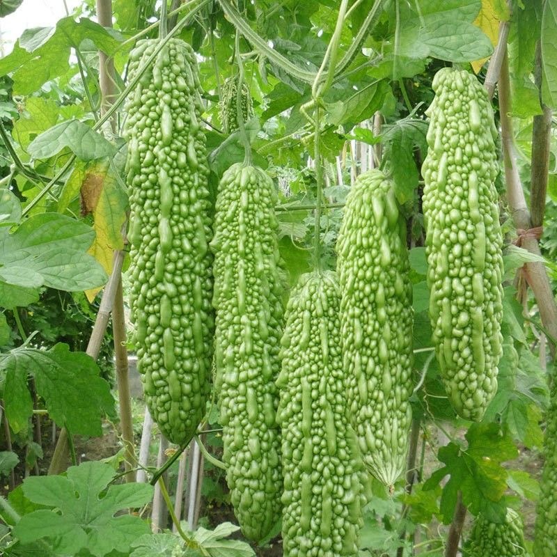 เมล็ดพันธุ์ มะระจีน มะระใหญ่ คัดพิเศษ เมล็ดคัดมือ 10 เมล็ด ปลูกง่าย โตเร็ว F1 Seeds เมล็ดพันธุ์ให้ผลผลิตสูง พืชผัก