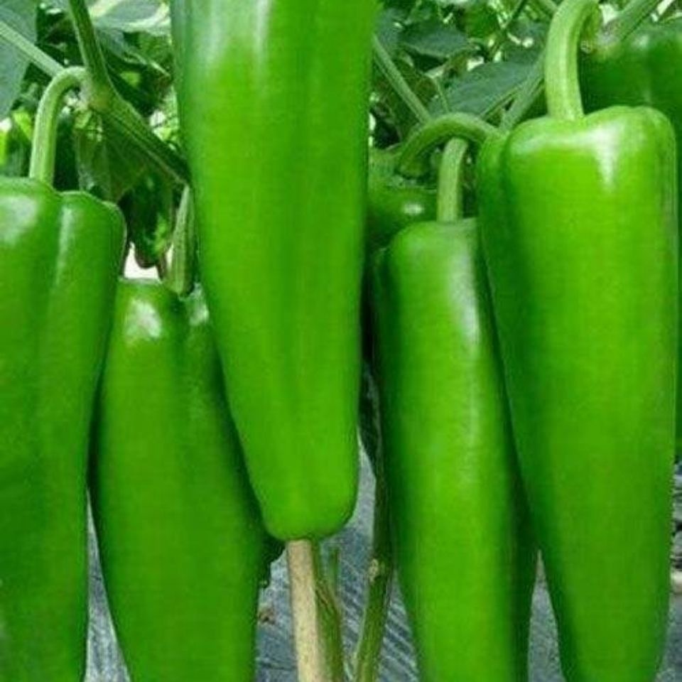 100เมล็ด เมล็ดพันธุ์ พริกหวาน Giant Bell Pepper Seed Vegetable Seeds เมล็ดพันธุ์ผัก เมล็ดผัก เมล็ดพืช ผักสวนครัว ปลูกผัก - รูปที่ 2