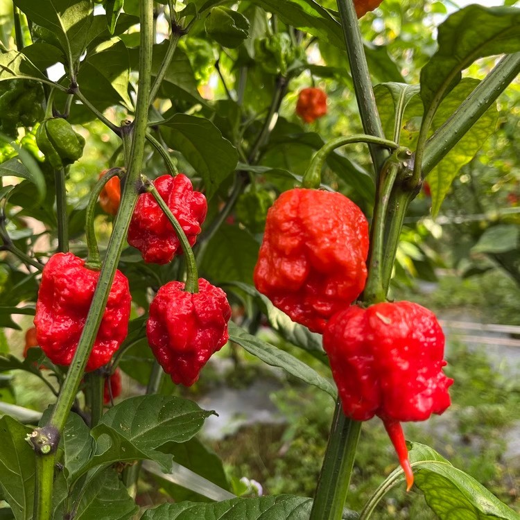 100เมล็ด เมล็ดพันธุ์ พริกแคโรไลนา รีพเปอร์ (Carolina Reaper Seeds) อันดับ1พริกเผ็ดที่สุดใน
