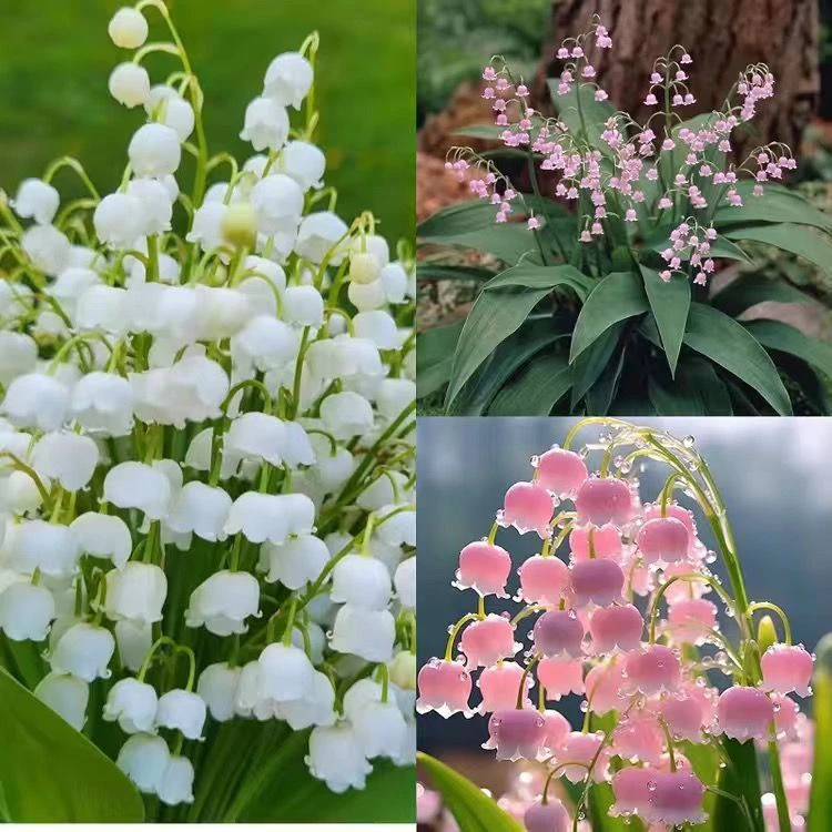 เม็ดพันธุ์ เบลล์ฟลาวเวอร์ ดอกระฆัง บรรจุ สีผสม 150เมล็ด Bellflower Seeds Flower Seeds ปลูกง่าย อัตราการงอกสูง ไม้ดอก