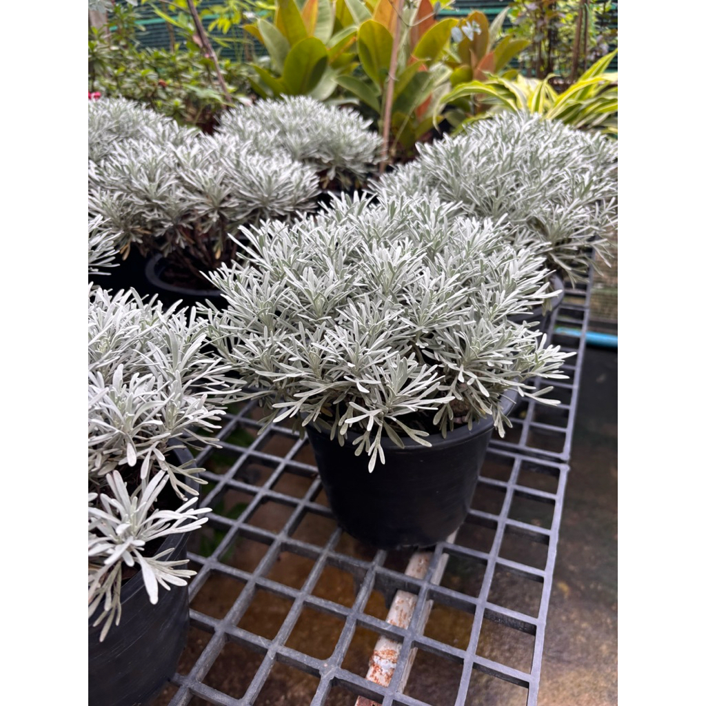 เบญจมาศเงิน (Dusty Miller) ซึ่งเป็นไม้ประดับใบสวย สีเงินอมเทา และชอบสภาพแห้ง โปร่ง แดดดี