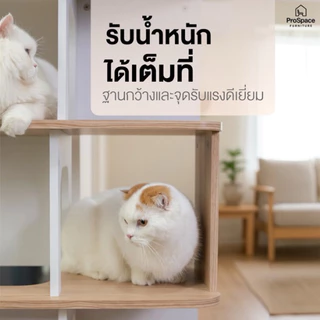 ProSpace คอนโดแมว บ้านแมว ชั้นแมวมินิมอล