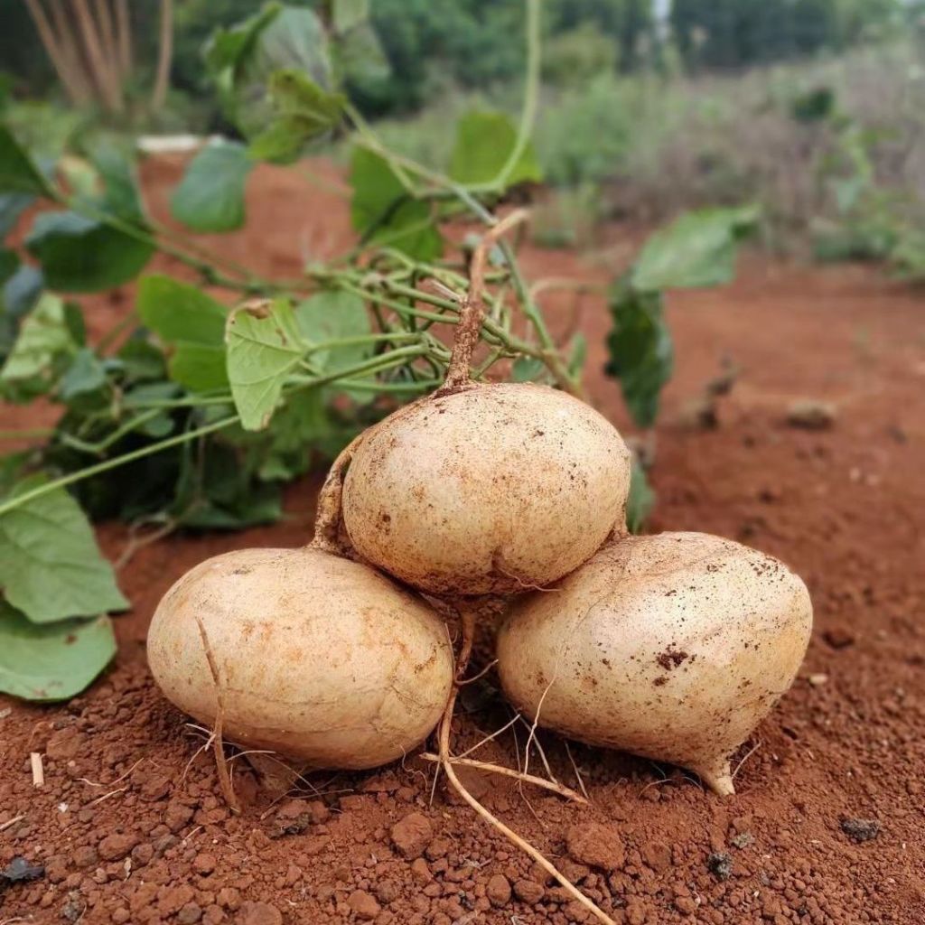 singkamas seeds เมล็ดพันธุ์ มันแกว มันตะเภา มันละแวก ปลูกมันแกว เมล็ดมันแกว 10 เมล็ด ปลูกง่าย singkamas seeds