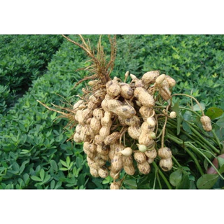 🌱เมล็ดถั่วลิสงพันธุ์ขอนแก่น 6 เมล็ดสำหรับทำพันธุ์แบบแกะเปลือกแล้วขนาด 1000 กรัม🌱