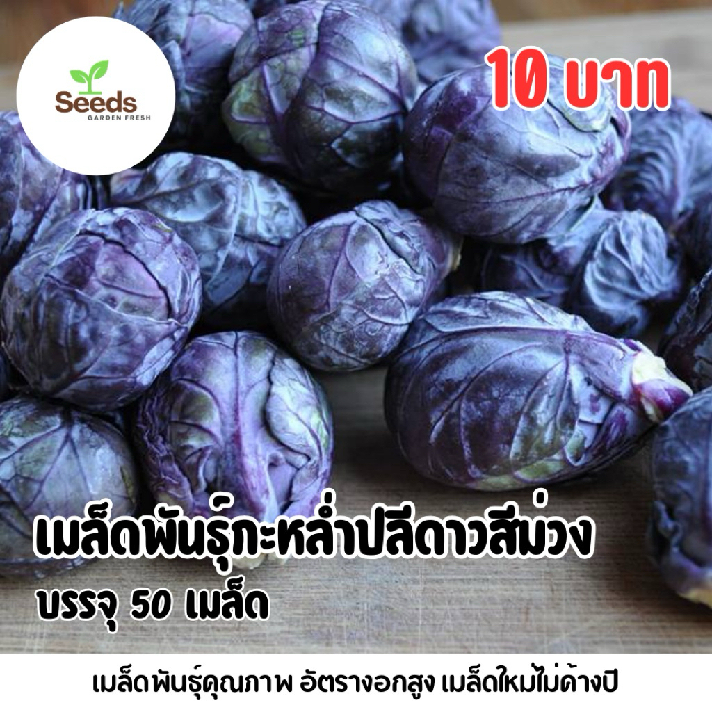 เมล็ดพันธุ์กะหล่ำปลีดาวสีม่วง บรรจุ 50 เมล็ด