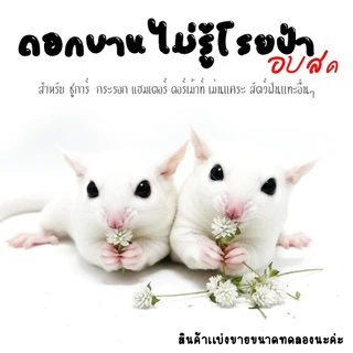 อาหารแฮมเตอร์ ขนม ชูการ์ กะรอก ดอร์เม้าท์ ใจเเอ้นท์ โรโบ เม่น สัตว์ฟันเเทะอื่นๆๆ (กะปุกทดลอง)