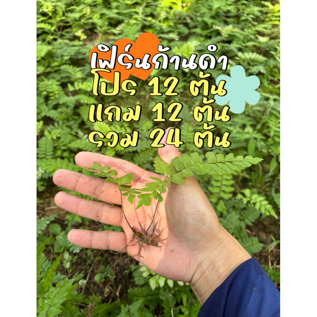 เฟิร์นก้านดำ เฟิร์นก้านดำใส่โหลปลา 12แถม12ต้น