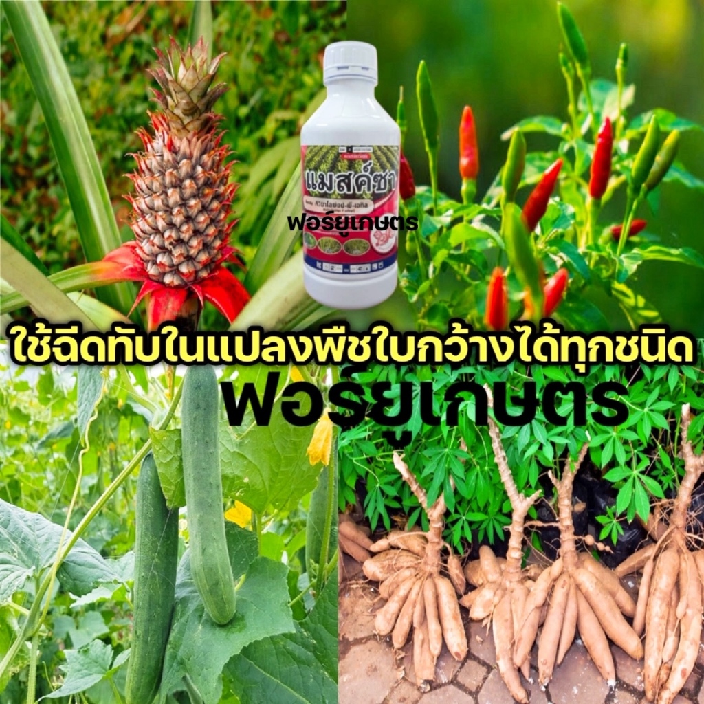 ส่งไว แมสค์ซา ควิซาโลฟอบ-พี-เอกิล ควิซาโลฟอป กำจัดหญ้า วัชพืช หญ้าใบแคบ หญ้าปากควาย ขนาด 1 ลิตร - รูปที่ 2