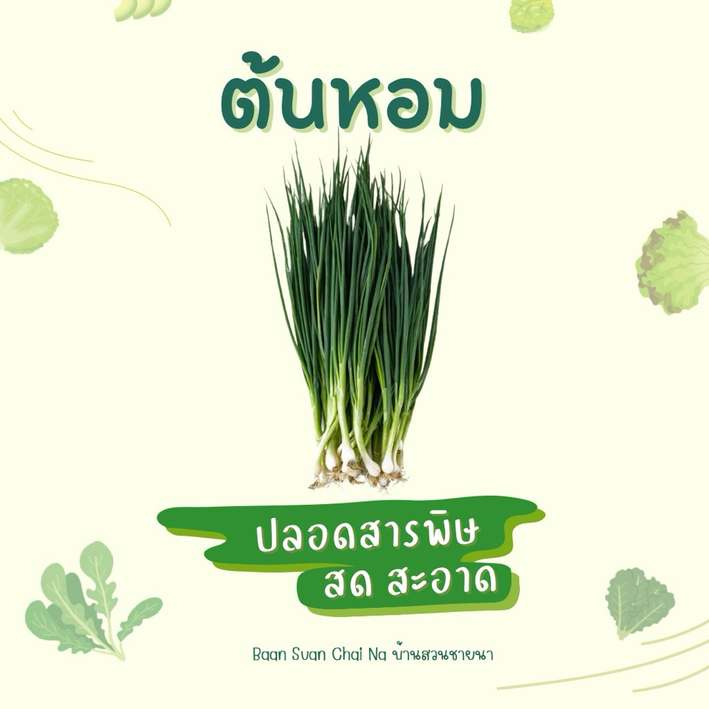 ต้นหอมสด 1 กิโลกรัม – คัดสดใหม่ หอมกรอบ จากสวน เก็บตามออเดอร์