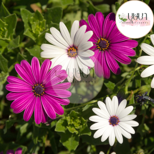 เมล็ดดอกเดซี่ ขาว-ม่วง 9บาท - รูปที่ 3