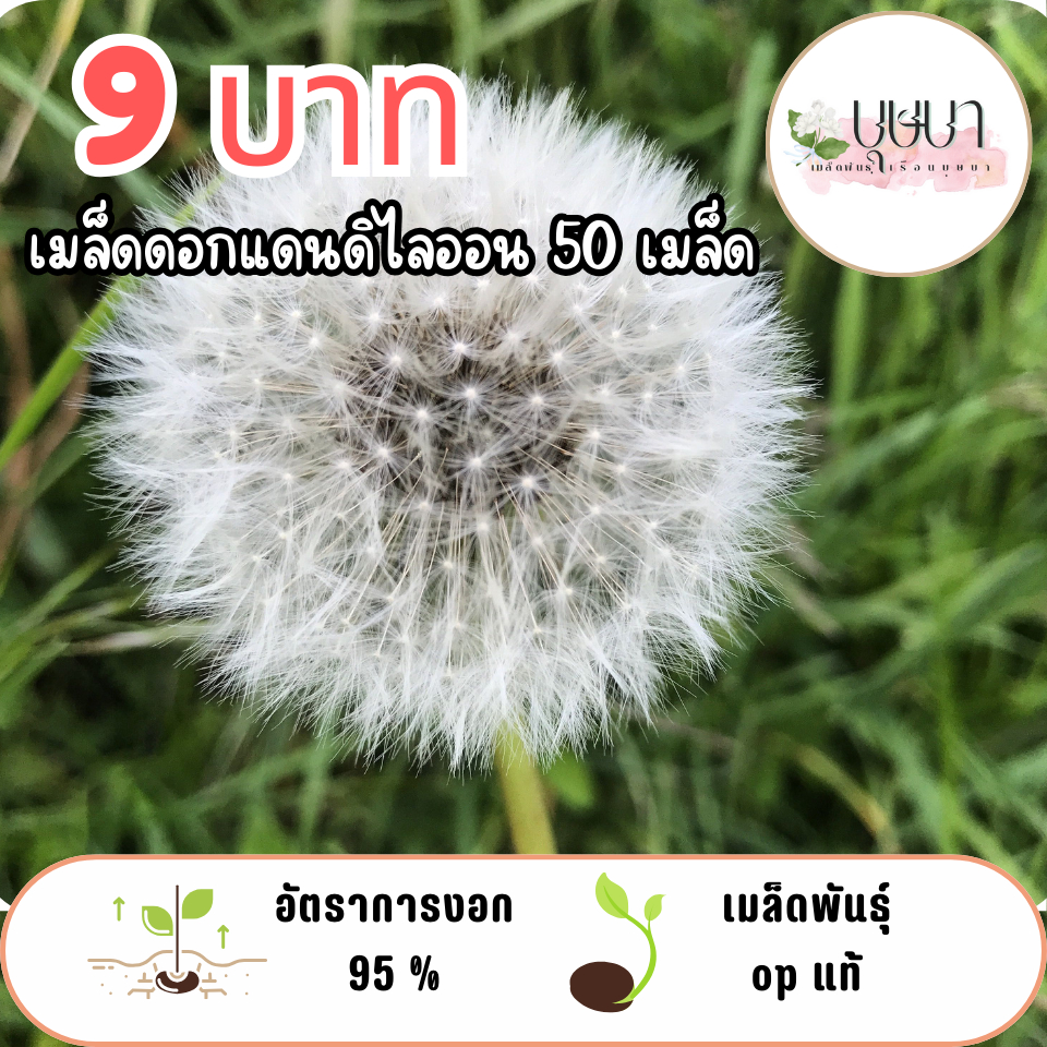 เมล็ดพันธุ์ดอกแดนดิไลออน 9บาท