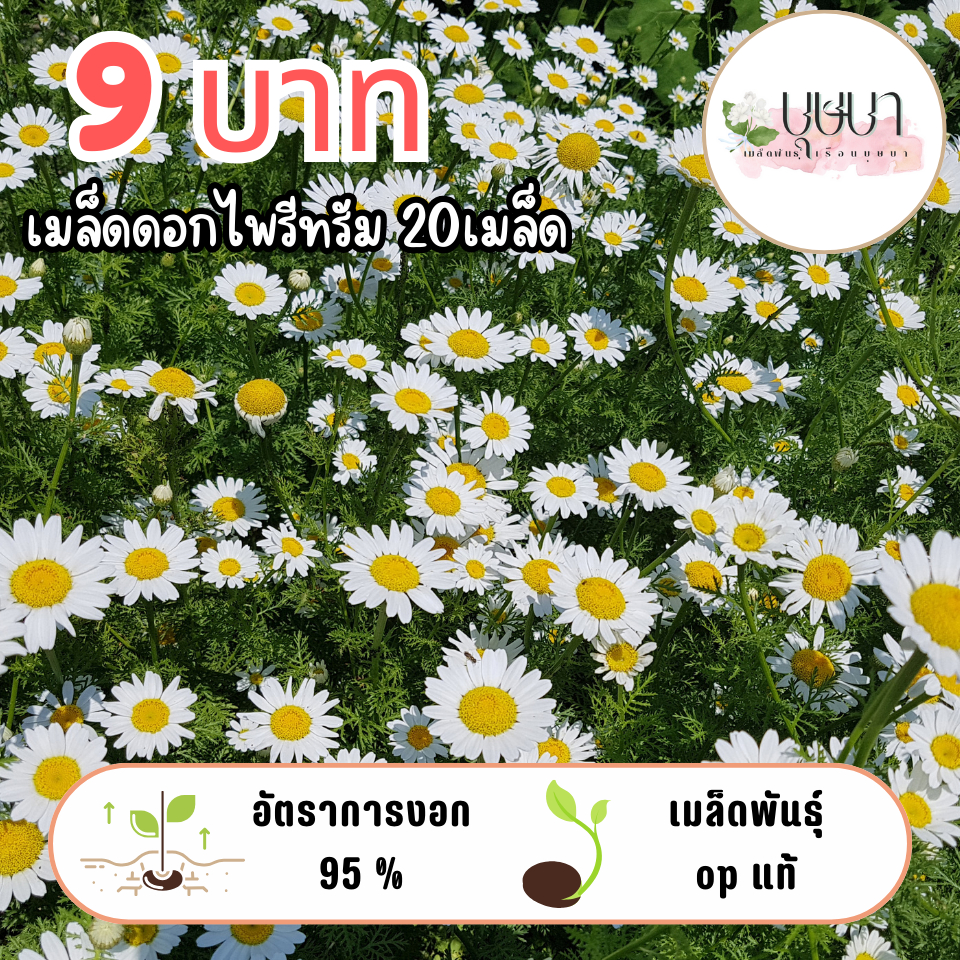 เมล็ดันธุ์ดอกไพรีทรัม 9บาท