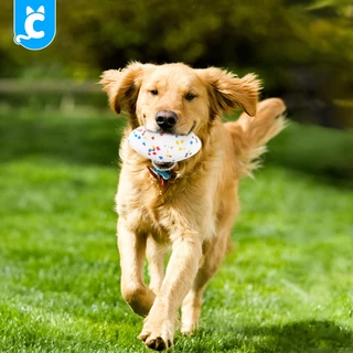 [ส่งฟรี🇹🇭] CleverPet ลูกบอลสุนัข เด้งสูงมาก ของเล่นสุนัข ทนต่อการกัดแทะ Super Bouncy Dog Ball