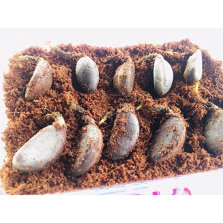 ชุดกล่องเมล็ดมะริดพันธุ์ไทย