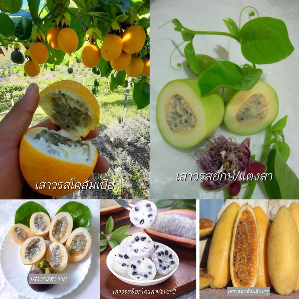 #เมล็ดเสาวรสหวาน 5 สายพันธุ์ รสชาติหวานหอม คล้ายลิ้นจี่ผสมน้ำผึ้ง ลูกใหญ่เท่ามะละกอ ผลยาวรีๆ เหมือนไข่ เหมือนกล้วย