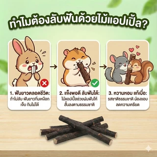 พร้อมส่ง จากไทย 🇹🇭 ไม้แอปเปิ้ล กิ่งไม้ กิ่งแอปเปิ้ล apple stick สำหรับ กระต่าย หนูแกสบี้ สัตว์ฟันแทะ ชูก้า