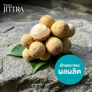 จิตตรา ต้นลองกองพันธุ์ตันหยงมัส เสียบยอดสูง 50-70 ซม. รากแน่น โตไว ให้ผลเร็ว พร้อมส่ง เคลมฟรี