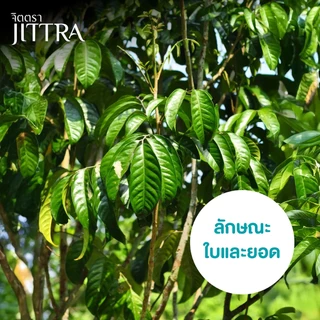จิตตรา ต้นลองกองพันธุ์ตันหยงมัส เสียบยอดสูง 50-70 ซม. รากแน่น โตไว ให้ผลเร็ว พร้อมส่ง เคลมฟรี