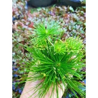 ☘️กกญี่ปุ่น☘️ไม้น้ำตู้ปลา☘️บ้าน🦞น้องกุ้ง🦐อ่างปลา🦭☘️จัดได้ตามต้องการ.☘️พร้อมสวยเสมอค่ะ..4เเถม1☘️☘️