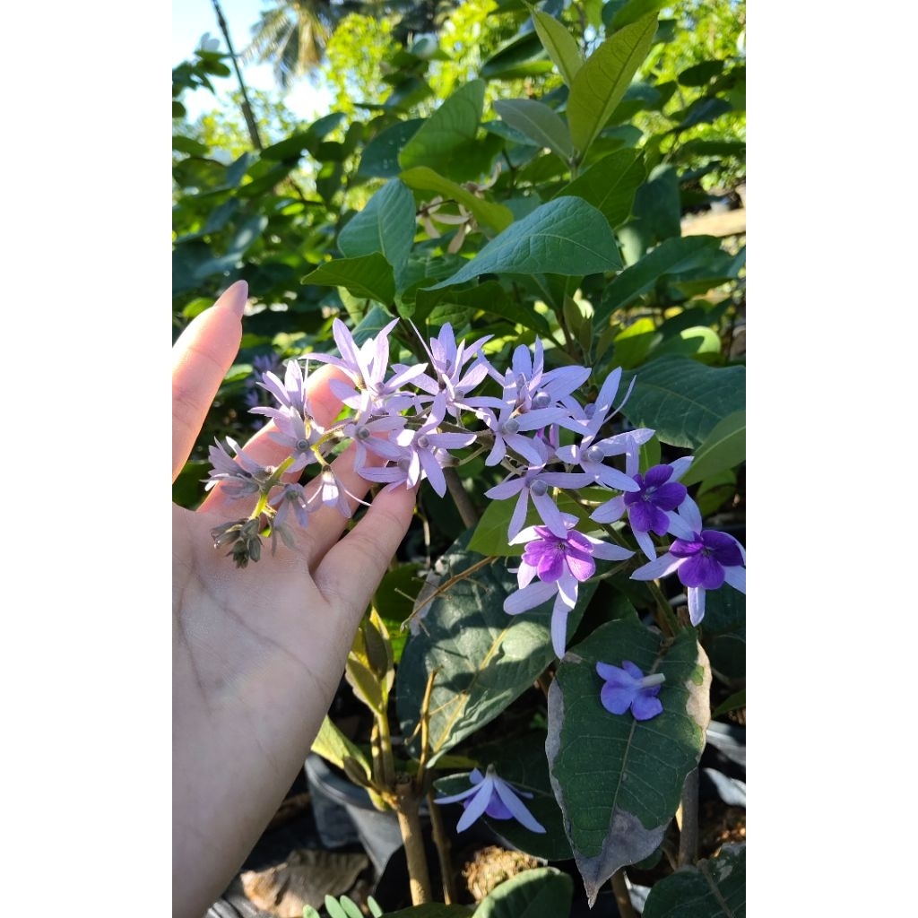 พวงครามออสเตรเลีย พวงครามสีม่วง ดอกเป็นพวงสวยเป็นไม้เลื้อย ปลูกเป็นไม้ประดับ
