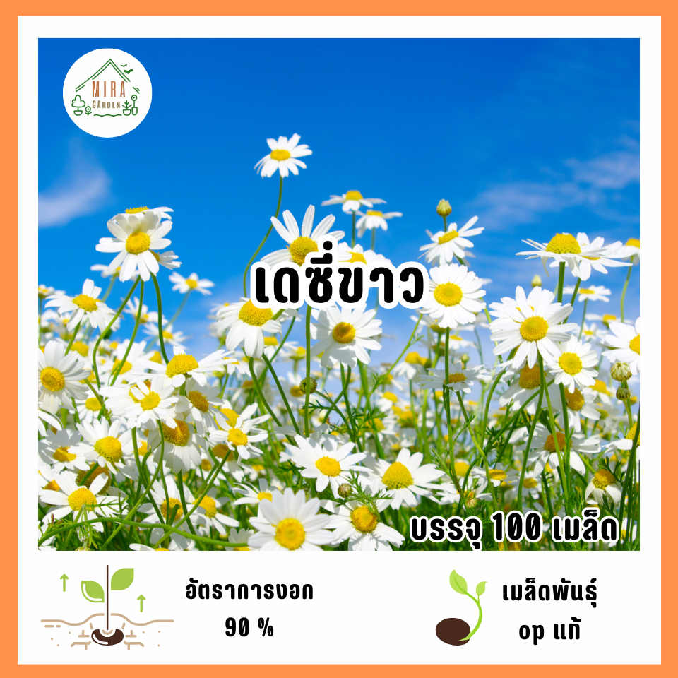 เมล็ดพันธุ์ดอกเดซี่ขาว 100 เมล็ด