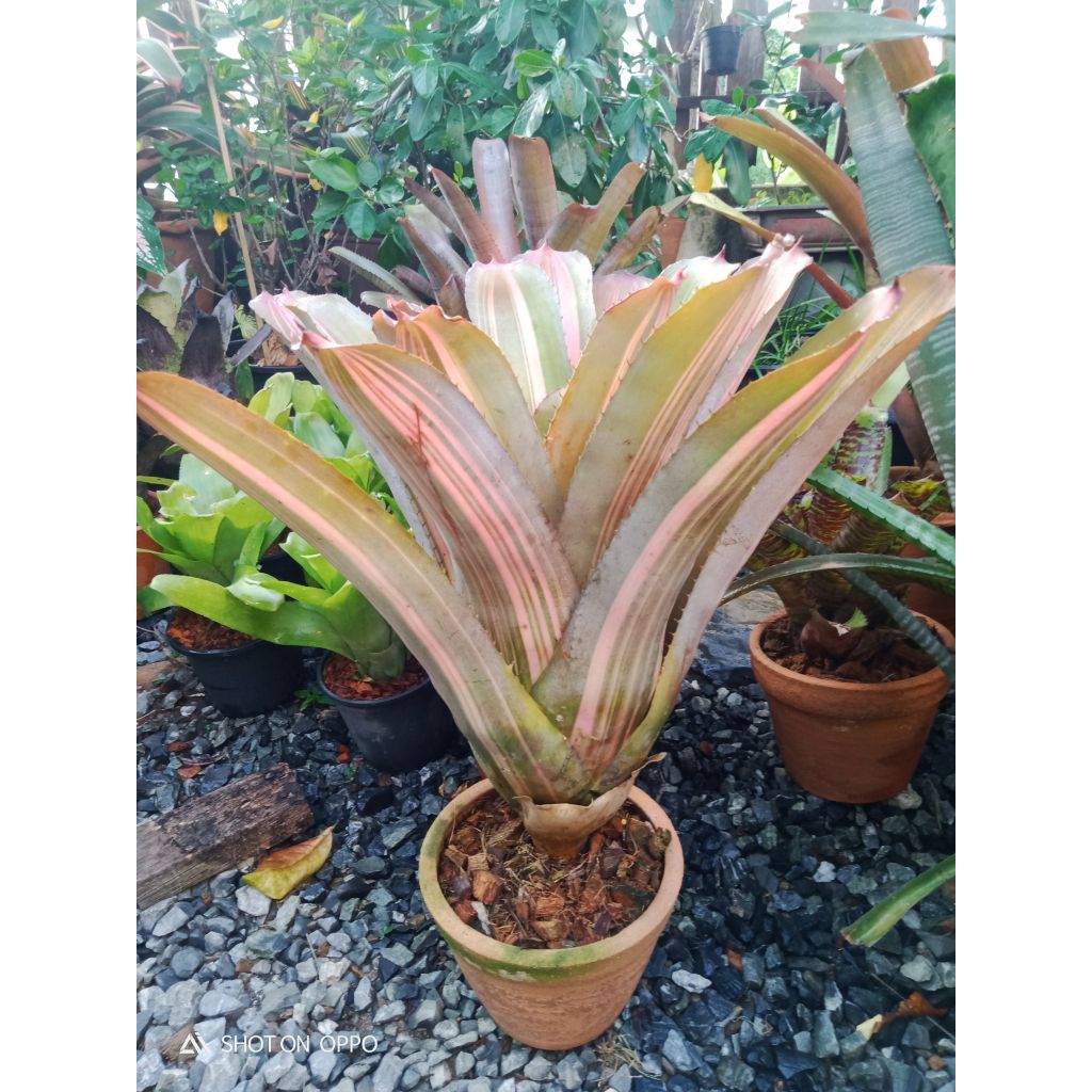 สับปะรดสี Aechmea Little Harv variegated  #Aechmea #สับปะรดสี  #ไม้ทนแดด #ไม้จัดสวน - รูปที่ 2