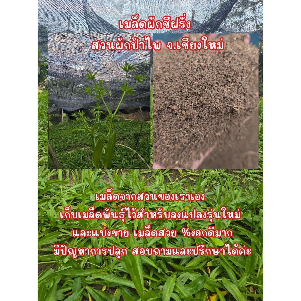 สวนป้าไพ : เมล็ดพันธุ์ผักชีฝรั่ง ผักชีใบเลื่อย