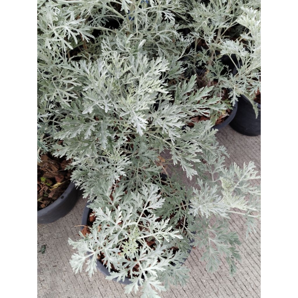 อาร์เทมิเซีย อาร์โบเรสเซนส์  Artemisia arborescens