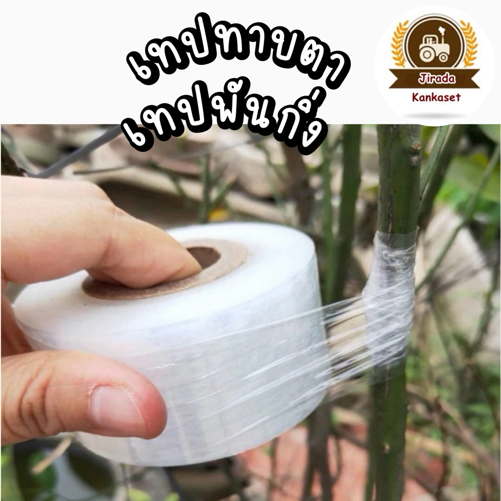 เทปพันกิ่ง เทปติดตา เสียบยอด ทาบกิ่ง เทปเหนียว แนบแน่น ยืดตัวสูง เพื่อการเกษตร