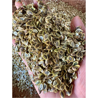 มะแหลบ(เทียนตั๊กแตน) ของใหม่ปีนี้ ธันวาคม68