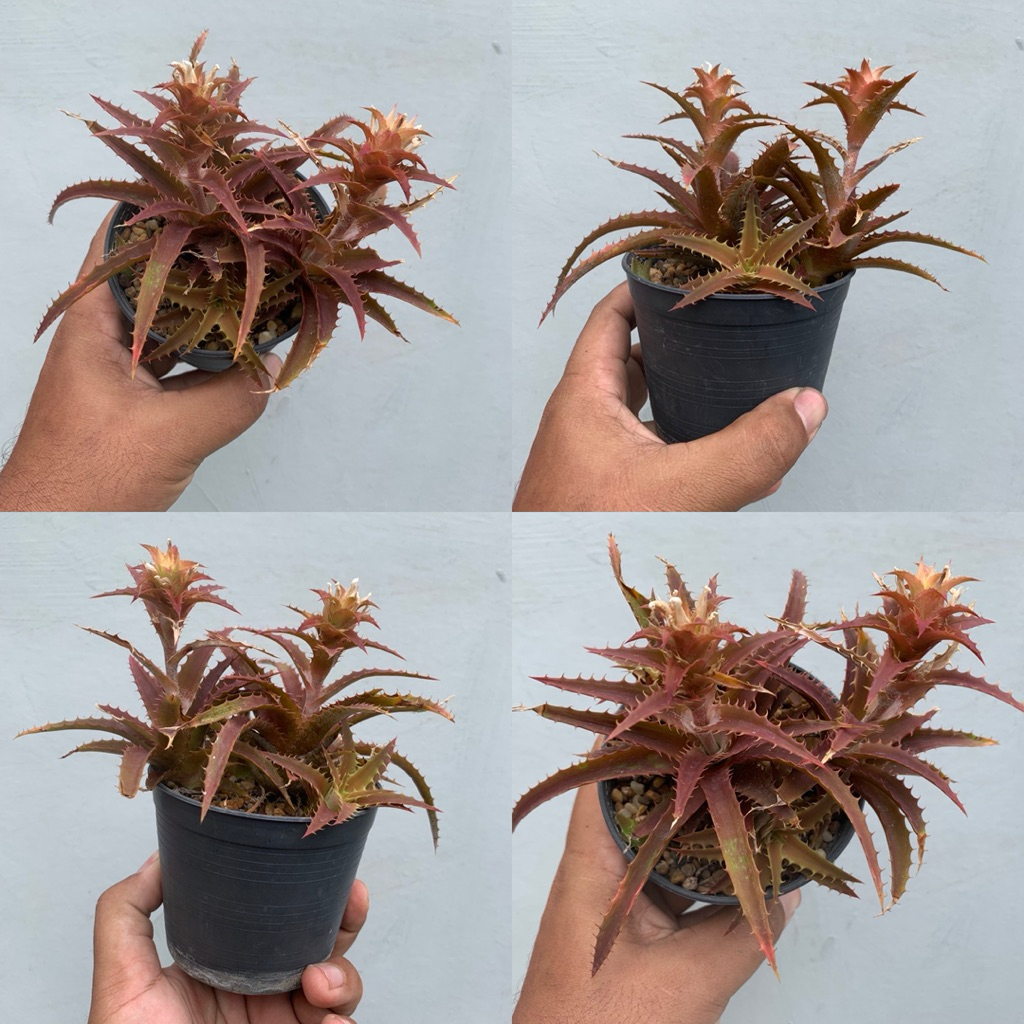 Dyckia From สับปะรดสีแคระ