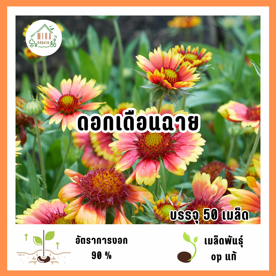 เมล็ดพันธุ์ดอกเดือนฉาย 50 เมล็ด