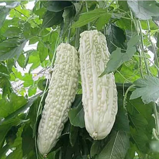 มะระ🌱มะระทุกสายพันธุ์📌10แถม1🎯ถูกที่สุด10 บ.🎯เมล็ดพันธุ์มะระรวมทุกสายพันธุ์🌱ปลูกง่าย☘️โดไว🌱ลูกดก☘️ทานอร่อย🌱เมล็ดออแกนิก