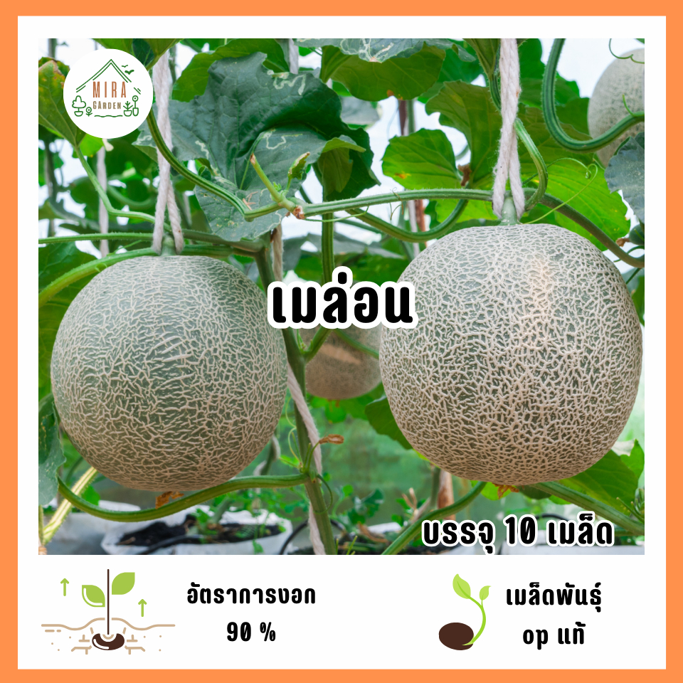 เมล็ดพันธุ์เมล่อน 10 เมล็ด