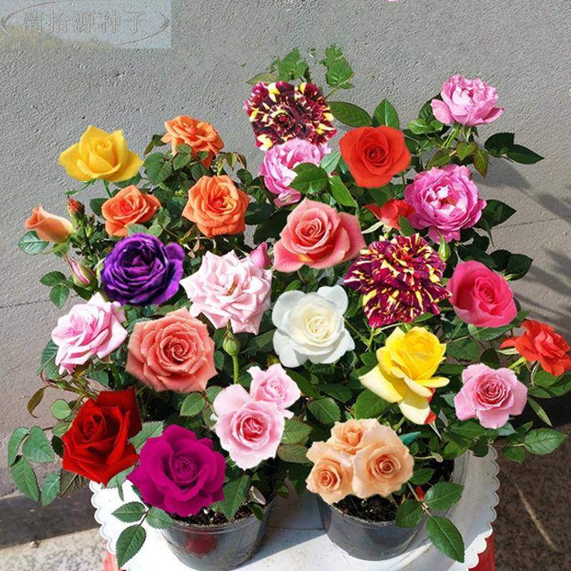 คละสี 100เมล็ด/ซอง เมล็ดพันธุ์ ดอกกุหลาบ Rainbow Rose Seeds Rose Flower Seeds for Planting Rose Plan