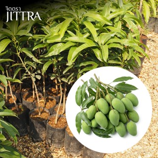 จิตตรา ต้นพันธุ์มะม่วงแม่ลูกดก เสียบยอดสูง 60-80 ซม. โตไวให้…